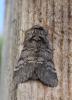 Drymonia ruficornis